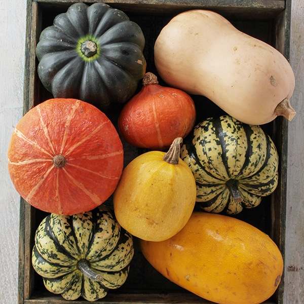 fresh pumpkin fruit