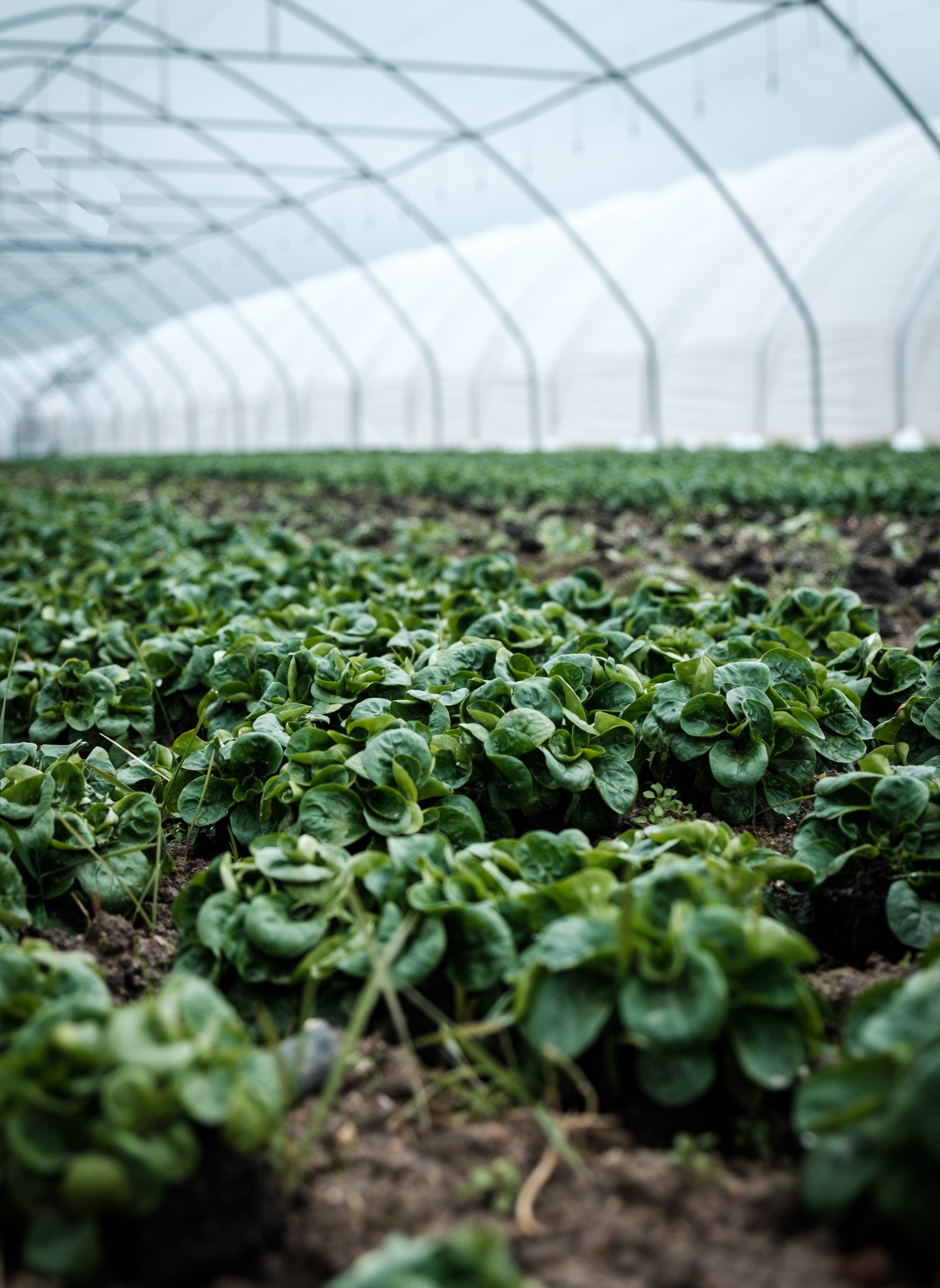 Cabbage field