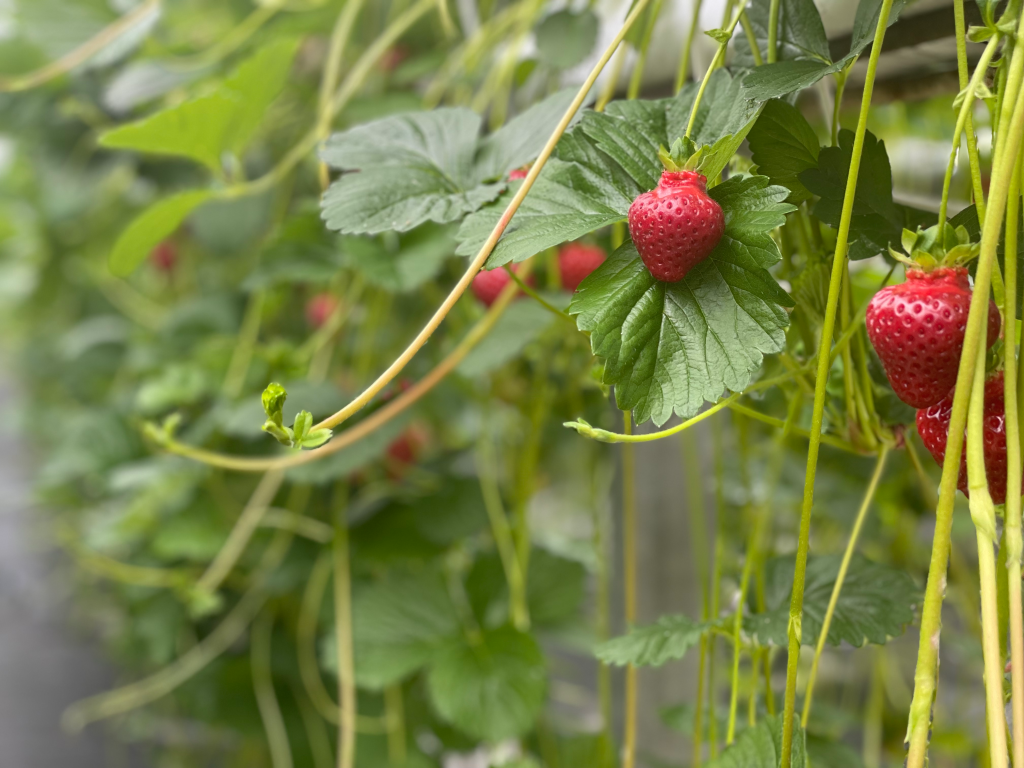 Angus Soft fruits growing