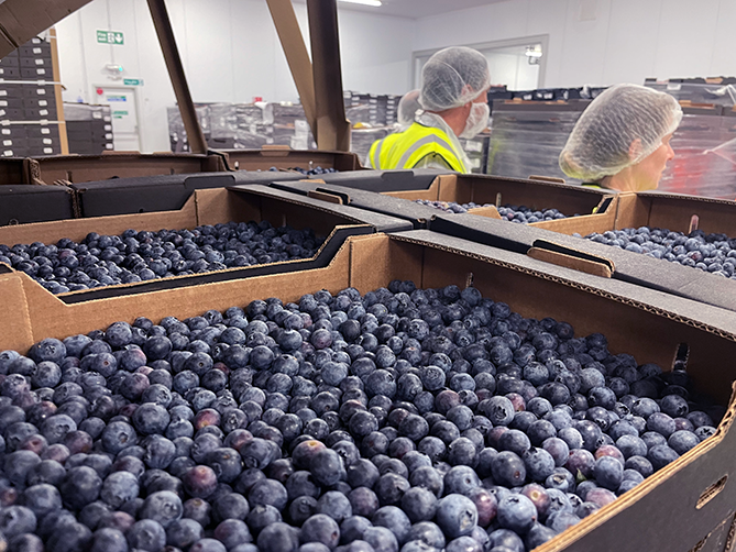 Angus Fruits BlueBerries